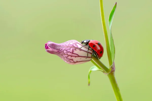 Makroaufnahmen Schöne Naturszene Schöne Marienkäfer Auf Blatt Defokussiert Hintergrund — Stockfoto