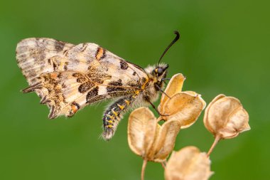 Makro çekimler, güzel doğa sahneleri. Yaklaş, güzel kelebek yaz bahçesindeki çiçekte oturuyor..