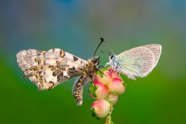 Makro çekimler, güzel doğa sahneleri. Yaklaş, güzel kelebek yaz bahçesindeki çiçekte oturuyor..