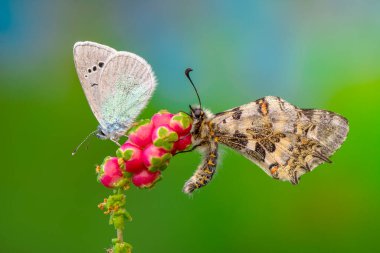 Makro çekimler, güzel doğa sahneleri. Yaklaş, güzel kelebek yaz bahçesindeki çiçekte oturuyor..
