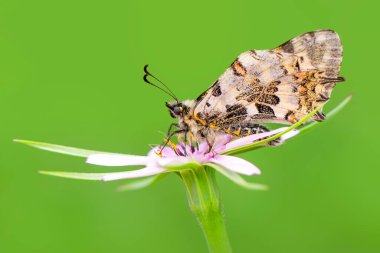 Makro çekimler, güzel doğa sahneleri. Yaklaş, güzel kelebek yaz bahçesindeki çiçekte oturuyor..