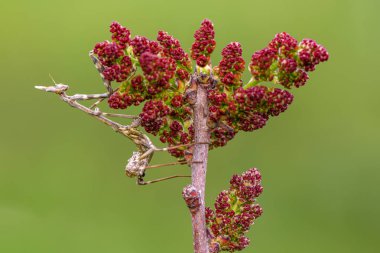 Bir çift güzel Avrupa peygamberdevesi (Mantis religiosa )