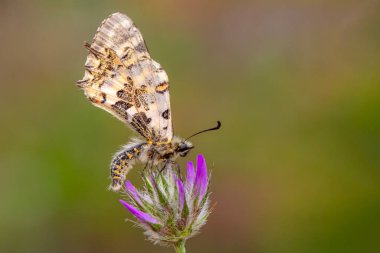 Makro çekimler, güzel doğa sahneleri. Yaklaş, güzel kelebek yaz bahçesindeki çiçekte oturuyor..