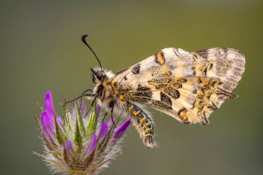 Makro çekimler, güzel doğa sahneleri. Yaklaş, güzel kelebek yaz bahçesindeki çiçekte oturuyor..