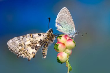 Makro çekimler, güzel doğa sahneleri. Yaklaş, güzel kelebek yaz bahçesindeki çiçekte oturuyor..