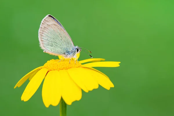 stock image Macro shots, Beautiful nature scene. Closeup beautiful butterfly sitting on the flower in a summer garden.