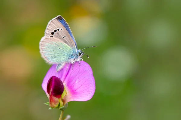 マクロショット 美しい自然シーン 夏の庭で花に座っている美しい蝶を閉じます ストックフォト