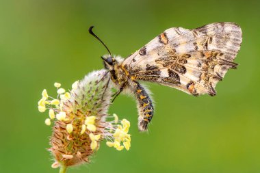 Makro çekimler, güzel doğa sahneleri. Yaklaş, güzel kelebek yaz bahçesindeki çiçekte oturuyor..