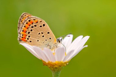 Makro çekimler, güzel doğa sahneleri. Yaklaş, güzel kelebek yaz bahçesindeki çiçekte oturuyor..