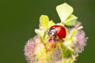 Makro çekimler, güzel doğa sahneleri. Yaprağın üzerindeki güzel uğur böceği odaklanmış arka plan