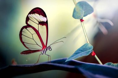 Makro çekimler, güzel doğa sahneleri. Yaklaş, güzel kelebek yaz bahçesindeki çiçekte oturuyor..