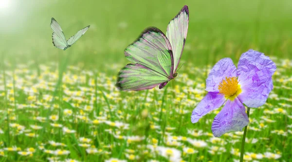 マクロショット 美しい自然シーン 陽射しと蝶が舞う青空を背景にした夏の春の野自然風景 ストック写真