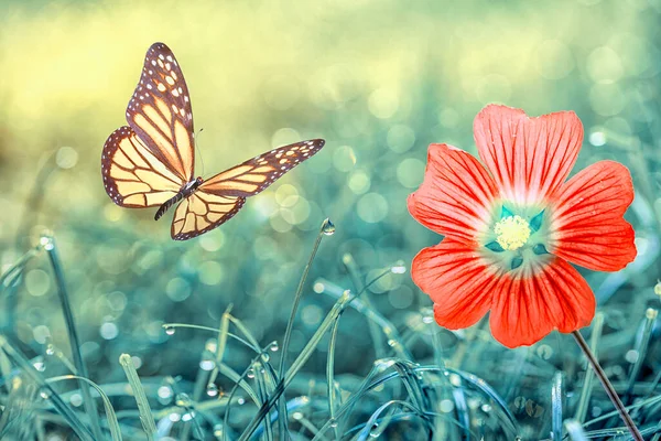 マクロショット 美しい自然シーン 陽射しと蝶が舞う青空を背景にした夏の春の野自然風景 ロイヤリティフリーのストック画像