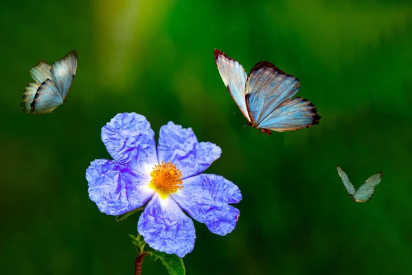 マクロショット 美しい自然シーン 陽射しと蝶が舞う青空を背景にした夏の春の野自然風景 ストック画像