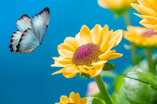 Makró Felvételek Gyönyörű Természeti Jelenet Nyári Tavaszi Mező Háttér Kék — Stock Fotó