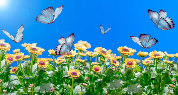マクロショット 美しい自然シーン 陽射しと蝶が舞う青空を背景にした夏の春の野自然風景 ストック写真