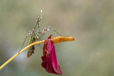 Bir çift güzel Avrupa peygamberdevesi (Mantis religiosa )