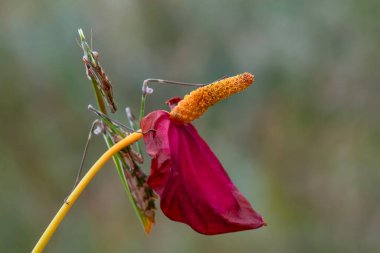 Bir çift güzel Avrupa peygamberdevesi (Mantis religiosa )