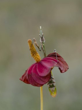 Bir çift güzel Avrupa peygamberdevesi (Mantis religiosa )