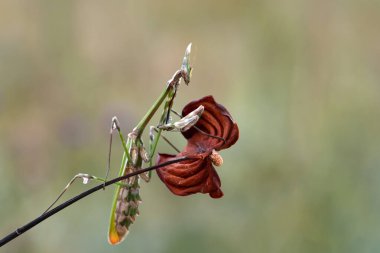 Bir çift güzel Avrupa peygamberdevesi (Mantis religiosa )