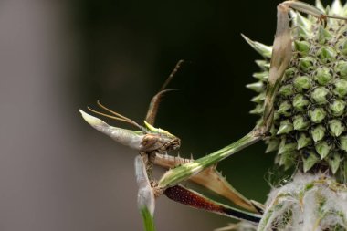 Close up of pair of Beautiful European mantis ( Mantis religiosa ) clipart