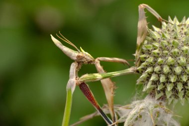 Bir çift güzel Avrupa peygamberdevesi (Mantis religiosa )