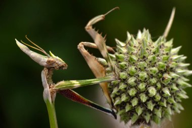 Close up of pair of Beautiful European mantis ( Mantis religiosa ) clipart