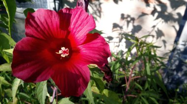 Lord Baltimore Çiçeği (Hibiscus çiçeği))