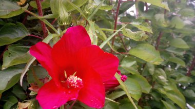 Hardy Hibiscus bitkisi, Lord Baltimore.