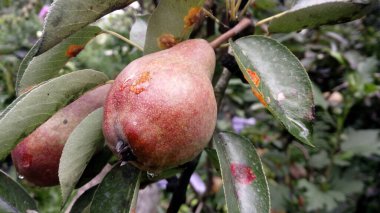 The pear tree in the garden clipart