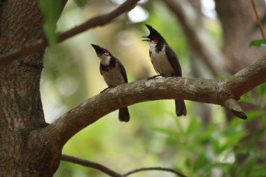 A bunch of Red-whiskered bulbul on tree native in kerala