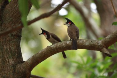 A bunch of Red-whiskered bulbul on tree native in kerala