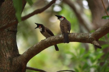 A bunch of Red-whiskered bulbul on tree native in kerala