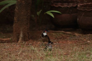 A Red-whiskered bulbul with its nestling falled down from the nest