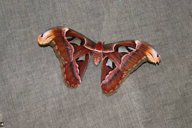 Atlas moth other was called as Naga shalabham locally found on kerala