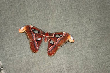 Atlas moth other was called as Naga shalabham locally found on kerala