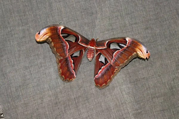 Atlas moth other was called as Naga shalabham locally found on kerala