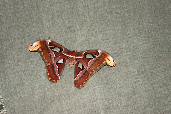 Atlas moth other was called as Naga shalabham locally found on kerala