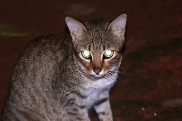A closeup shot of a cat with shining eyes