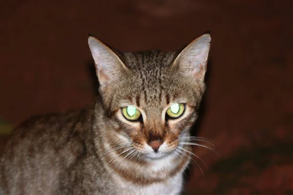 A closeup shot of a cat with shining eyes