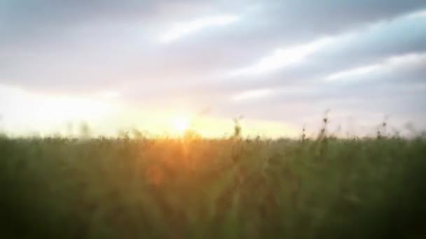 Laufen Auf Windigem Feld Mit Wärmender Sonne Und Fröhlicher Stimmung — Stockvideo