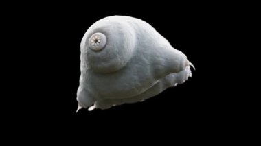 Su Ayısı Tardigrad siyah arkaplanda 4k çözünürlükte