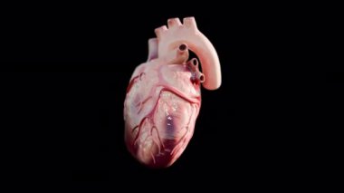 Gerçekçi 3D kalp hızlı çarpma döngüsü Alfa Kanal 4k çözünürlüğüyle