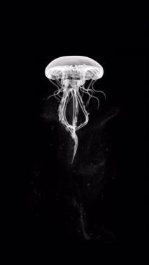 3840 çözünürlükte alfa kanalı 2160 ile Jelly Fish animasyon döngüsü