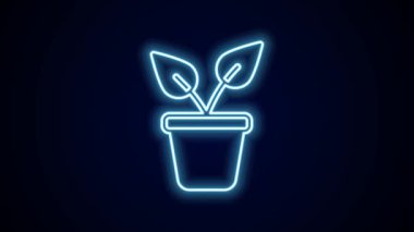Parlayan neon hattı. Esrar ikonundaki bitki siyah arkaplanda izole edilmiş. Tencerede yetişen bir bitki. Saksı bitkisi işareti. 4K Video hareketli grafik canlandırması.