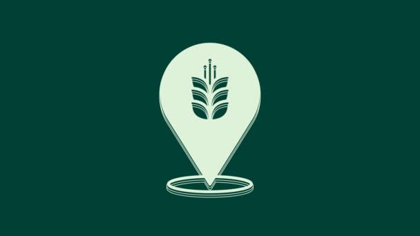 緑の背景に隔離された米 トウモロコシ オート麦 ライ麦のアイコンで設定された白い穀物 小麦パンのシンボルの耳 4Kビデオモーショングラフィックアニメーション — ストック動画