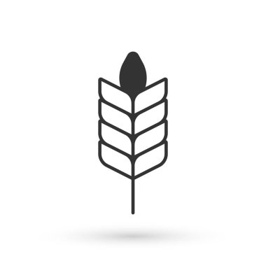 Beyaz zemin üzerinde pirinç, buğday, mısır, yulaf, çavdar ve arpa ikonu bulunan gri tahıllar. Buğday ekmeği sembolleri. Vektör