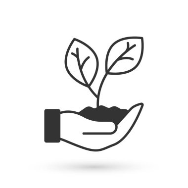 Gri El, beyaz arka planda izole edilmiş bitki simgesinin bir yaprağını tutuyor. Doğayı koru. Yaprak, çevre korumasıyla çekiliyor. Vektör
