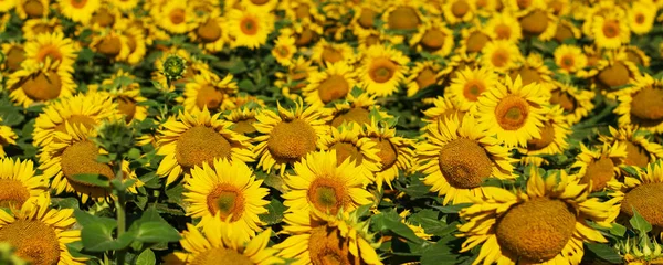 Beautiful landscape with sunflowers. Many flowers. sunflowers banner. Panoramic photo.