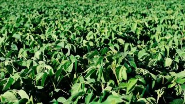 Soybean soy field of green plants a general plan nature agriculture. organic farming. Green background.